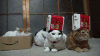 小猫 动态 转头 搞笑