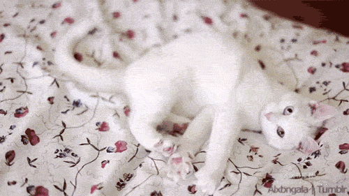床上 猫咪 可爱 白色