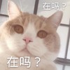 萌宠 喵星人 在吗 有事找你 搞怪 逗