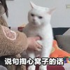 萌宠 喵星人 说句掏心窝子的话 实话说 可爱 憨憨
