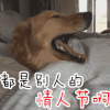 情人节 都是别人的情人节
