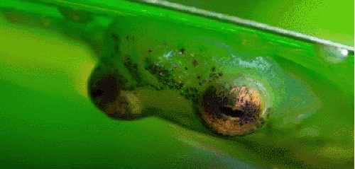 可爱 地球脉动 玻璃蛙 眨眼 纪录片