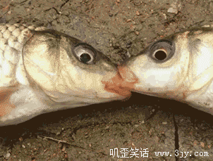 鱼 接吻 嘬 亲一个 萌 活久见 大眼