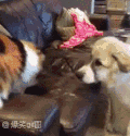 打脸 喵星人 汪星人 抽嘴巴 暴揍
