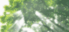 深林 风景 soogif soogif出品