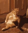 萌宠 猫咪 坐着 可爱