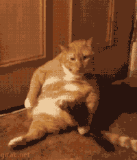 萌宠 猫咪 坐着 可爱