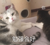 萌宠 猫星人 勉强和好 我同意 呆萌 可爱