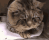 喵星人 肥胖 眯眯眼 困了 萌 老猫 吐舌 可爱