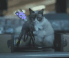 小猫 可爱 白色 玩耍