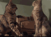 喵星人 囧 雷人 猫咪 萌宠 猫