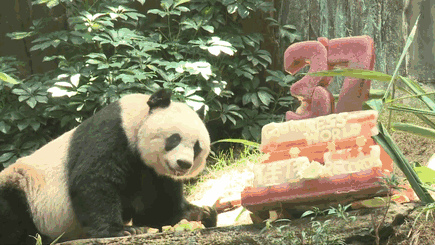 熊猫 可爱 生日 37