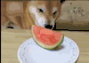 宠物 狗 吃西瓜 舔