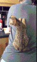 猫 喵星人 萌宠 可爱