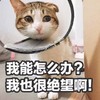 猫咪 大眼睛 我能怎么办 我也很绝望啊