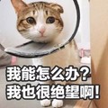 猫咪 大眼睛 我能怎么办 我也很绝望啊