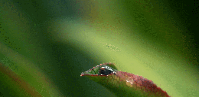 尼罗河-终极大河 昆虫 树叶 水滴 纪录片