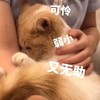 萌宠 喵星人 可怜弱小又无助 难受 呆萌 可爱