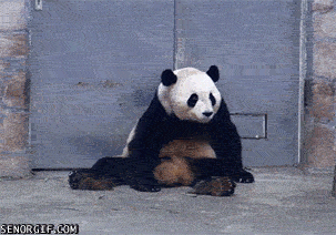 熊猫 蹭痒 萌 大门