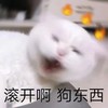 萌宠 喵星人 滚开啊 狗东西 呆萌 搞怪