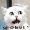 萌宠 猫星人 啥玩意 惊讶 呆萌 可爱