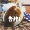萌宠 猫星人 告辞 再见 呆萌 可爱
