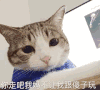 萌宠 喵星人 你走吧 我妈不让我跟傻子玩 搞怪 逗
