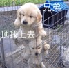 萌宠 汪星人 兄弟帮我一下 顶我上去 可爱 搞怪