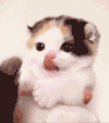 猫咪 可爱 尾巴 爪子