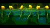 科学 生物学 植物 漂亮