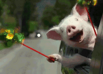 猪猪 坐车 风车 开心