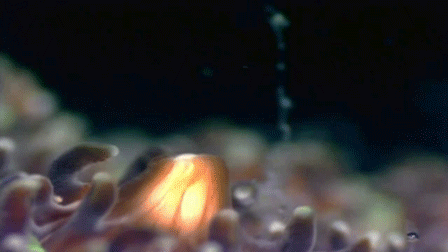 珊瑚  细胞 动物  刺