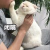 萌宠 猫星人 闭嘴 别说了 呆萌 可爱