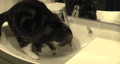 猫咪 挖洞 水池 可爱