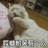 暴漫 猫咪 猫 喵星人 哎呦哟笑死个人 拒绝