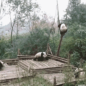 熊猫 爬树 推下去 搞笑 可爱