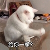萌宠 喵星人 给你一拳 吃我一拳 调皮 淘气