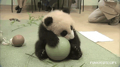 熊猫 玩耍 球球