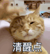 萌宠 猫星人 清醒点 摸摸头 呆萌 可爱
