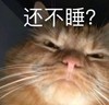 萌宠 喵星人 还不睡？ 该睡觉了 憨憨 可爱