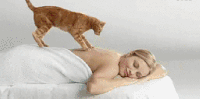 小猫 按摩 搞笑 动物