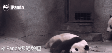 大熊猫 国宝 萌 抱团
