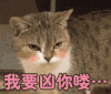 猫咪 红脸蛋 眨眼睛 我要凶你喽