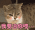 猫咪 红脸蛋 眨眼睛 我要凶你喽