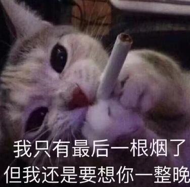 沙雕 魔性 文字表情包 搞笑 逗