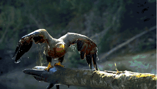 多瑙河-欧洲的亚马逊 帅气 纪录片 老鹰 起飞