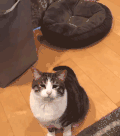 萌宠 猫星人 抱抱 撒娇 呆萌