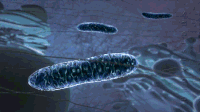 细胞 单细胞 生物