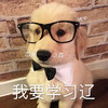 萌宠 汪星人 我要学习了 认真 呆萌 可爱