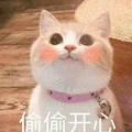 偷偷 开心 猫